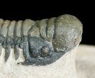 Cute Little Crotalocephalina Trilobite - #4940-5